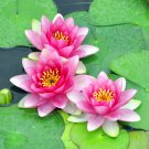 Water Lily Planting Kit - Pink Nymphaea carnea plant for UK (US Seeds)