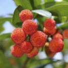 Arbutus unedo (Strawberry Tree) plant for UK (US Seeds)