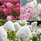 Hydrangea paniculata Collection plant for UK (US Seeds)