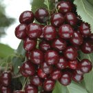 Cherry Fruit Bush 'Porthos' 3L 50cm Tall
