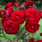 Rose 'Trumpeter' plant for UK (US Seeds)