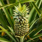 Edible Indoor Pineapple plant for UK (US Seeds)
