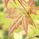 Japanese Maple Acer palmatum plant for UK (US Seeds)