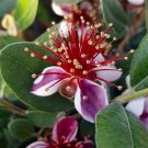 Pineapple Guava, Acca Selloweana plant for UK (US Seeds)