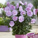 Hibiscus 'Chiffon Lavender' potted 3L