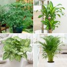 Houseplant Mix 4 x Indoor Plants in 12cm Pots