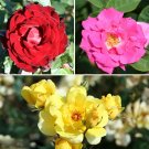 Climbing Rose bush Collection plant for UK (US Seeds)