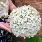 Tree Hydrangea 'Incrediball' (Strong Annabelle) plant for UK (US Seeds)