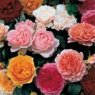 Classic English Shrub Rose Collection plant for UK (US Seeds)