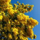 Flowering Mimosa tree (Acacia) plant for UK (US Seeds)