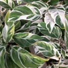 Ctenanthe Never Never Plant 'Oppenheimiana' plant for UK (US Seeds)