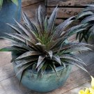 Mangave Pineapple Express 1in a 9cm Pot plant for UK (US Seeds)