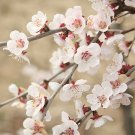 Flowering Ornamental Cherry Tree Prunus 'Kojo no Mai' Standard 90cm Tall