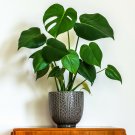 Monstera deliciosa plant for UK (US Seeds)