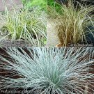 Mix of 6 Colourful Ornamental Grasses in 9cm Pot plant for UK (US Seeds)