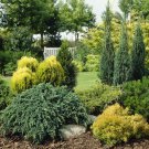 Evergreen Dwarf Conifer collection plant for UK (US Seeds)