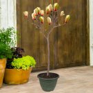 Magnolia "Denudata Sunrise" Standard 1.1m in a 3L Pot