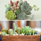 Indoor Houseplant Mix, 6 Succulents & 6 Cacti in 5.5cm pots