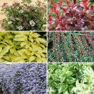 Evergreen Shrub collection - year round colour plant for UK (US Seeds)