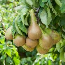 Pear 'Little Conference' Fruit plant for UK (US Seeds)