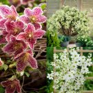 Set of 3 Evergreen Clematis plant for UK (US Seeds)