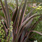 Flax Lily Phormium tenax 'Sundowner' plant for UK (US Seeds)