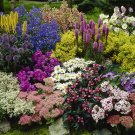 Pack of 12 Mixed Winter Hardy Perennial Plants in 9cm Pots