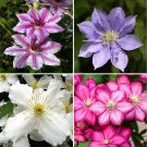 Set of 4 Large Flowered Clematis plant for UK (US Seeds)