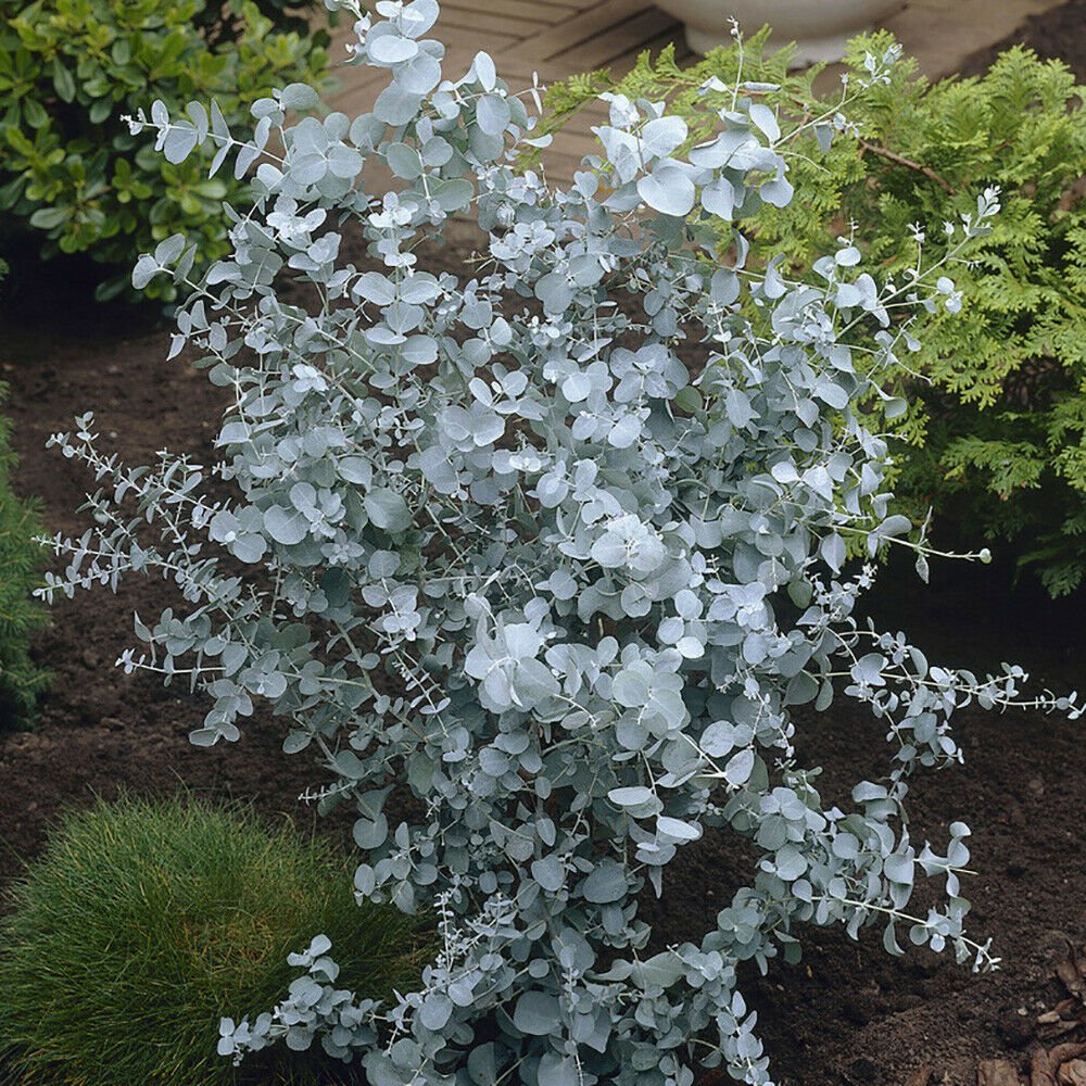 Pair of evergreen dwarf Eucalyptus gunnii 'Azura' plant for UK (US Seeds)