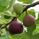 Fig tree 'Brown Turkey' standard 70-100cm talll in 3L pot