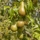 Conference Pear Patio Fruit Tree in a 5L Pot 90-110cm Tall