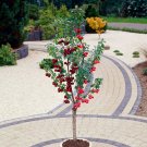 Stella and Sunburst Cherry Patio Fruit Tree plant for UK (US Seeds)