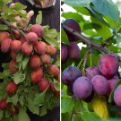 Plum Patio Fruit Tree - 2 Varieties on 1 Bare Root Tree