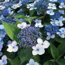Hydrangea 'Magic Pillow' Plant For UK (US, AU Seeds)