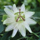 Passiflora 'Snow Queen' plant for UK (US Seeds)