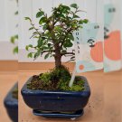 Japanese Elm Bonsai Tree (Zelkova), Plant For UK (US, AU Seeds)