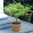 Japanese Acer palmatum 'Dissectum' in a 3L Pot Green