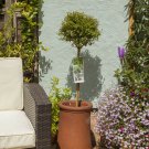 Privet Laurel Topiary Ligustrum delavayanum Standard 3L Pot