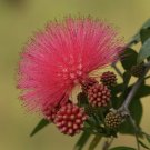 Calliandra 'Dixie Pink' - Powder Puff Plant For UK (US, AU Seeds)