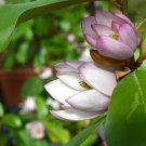 Magnolia 'Fairy Blush' in a Plant For UK (US, AU Seeds)