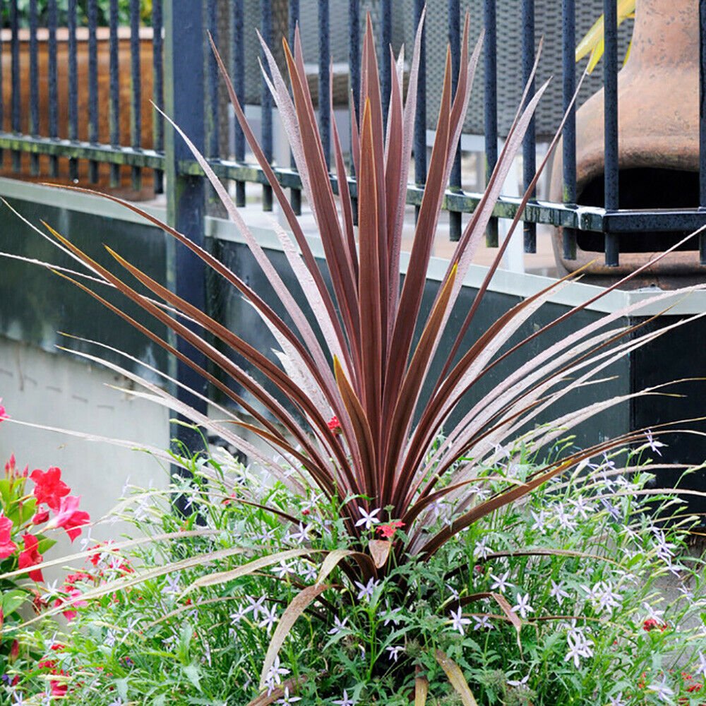 Cordyline aus. Burgundy Spire Plant For UK (US, AU Seeds)