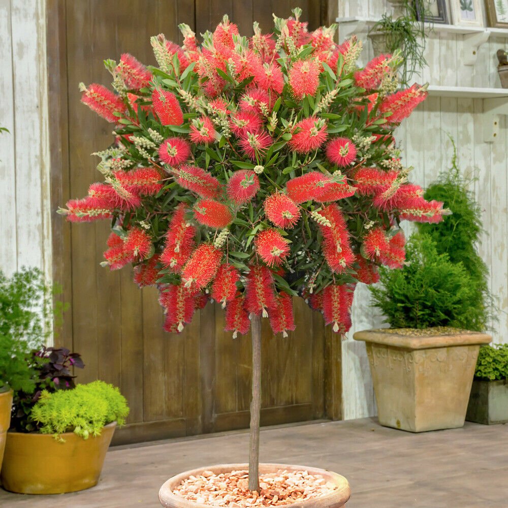 Callistemon 'King Park' standard Plant For UK (US, AU Seeds)