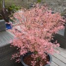 Acer Palmatum 'Taylor' 3L pot Plant For UK (US, AU Seeds)