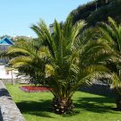 Phoenix canariensis Canary Island Date Palm Plant For UK (US, AU Seeds)