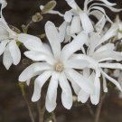 White Magnolia Stellata 'Star Magnolia' Standard Plant For UK (US, AU Seeds)