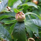 'Sibley's Patio Medlar' Fruit Tree in a Plant For UK (US, AU Seeds)