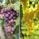 Pair Table Grapes plant for UK (US Seeds)