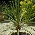 Pair of Cordyline green Plant For UK (US, AU Seeds)