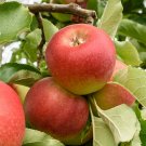 Apple Malus domestica 'Gala' plant for UK (US Seeds)