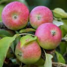 Apple Malus domestica Rubinstar 24cm plant for UK (US Seeds)